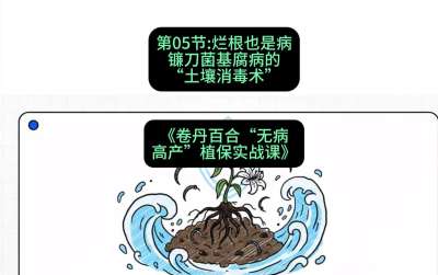 第05节：烂根也是病&mdash;&mdash;镰刀菌基腐病的&ldquo;土壤消毒术&rdquo; ，课程：《卷丹百合&ldquo;无病高产&rdquo;植保实战课》#识农AI