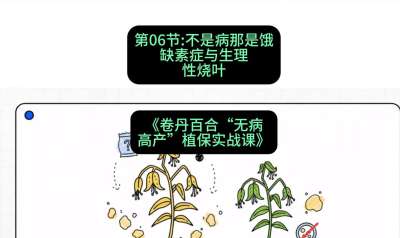 第06节：不是病那是饿&mdash;&mdash;缺素症与生理性烧叶 ，课程：《卷丹百合&ldquo;无病高产&rdquo;植保实战课》#识农AI