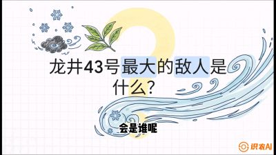 第04节：龙井双璧&mdash;&mdash;龙井43与群体种的差异化护养（重点），课程：《茗茶卫士&mdash;&mdash;茶叶病虫害绿色防控实战课》#识农AI