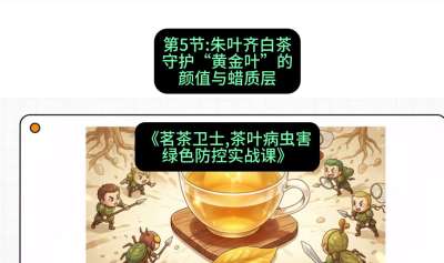 第05节：朱叶齐白茶&mdash;&mdash;守护&ldquo;黄金叶&rdquo;的颜值与蜡质层（重点），课程：《茗茶卫士&mdash;&mdash;茶叶病虫害绿色防控实战课》#识农AI