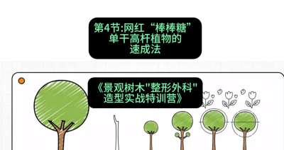 第04节：网红&ldquo;棒棒糖&rdquo;&mdash;&mdash;单干高杆植物的速成法，课程：《景观树木&ldquo;整形外科&rdquo;造型实战特训营》#识农AI