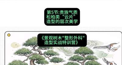 第05节：贵族气质&mdash;&mdash;松柏类&ldquo;云片&rdquo;造型的层次美学，课程：《景观树木&ldquo;整形外科&rdquo;造型实战特训营》#识农AI