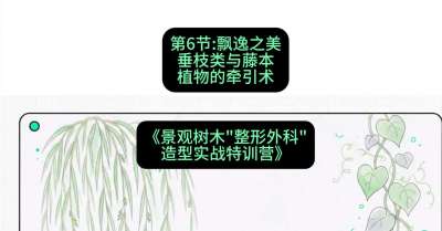 第06节：飘逸之美&mdash;&mdash;垂枝类与藤本植物的牵引术，课程：《景观树木&ldquo;整形外科&rdquo;造型实战特训营》#识农AI