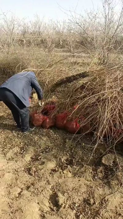 出售药用连翘苗，科研五号优质种苗，2/5年苗，药用连翘树，挂果树，全国包邮到家！财富密码18534302961出售药用连翘苗，科研五号优质种苗，2/5年苗，药用连翘树，挂果树，全国包邮到家！财富密码1