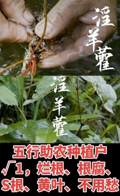 177，1907，0725，V 同号
1  老乡们！种淫羊藿不用乱买肥，咱这款专用肥，针对淫羊藿习性配的，壮苗防烂根，采收多卖钱，用过都回头！
2  咱种淫羊藿图的就是省心高产！专用肥薄肥勤施，苗不烧