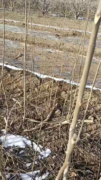 臭椿苗，一年苗，需要联系我，全国包邮到家。18534302961