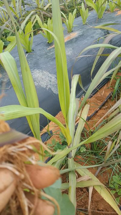 黑甘蔗种植下去，三个月。第一次追肥，