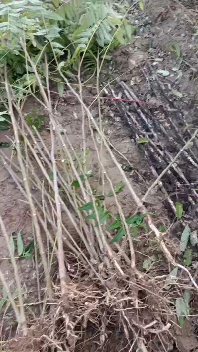 出售臭椿苗，巨峰葡萄苗。药用连翘苗，科研五号优质种苗，2/5年苗，药用连翘树，挂果树，全国包邮到家！财富密码18534302961