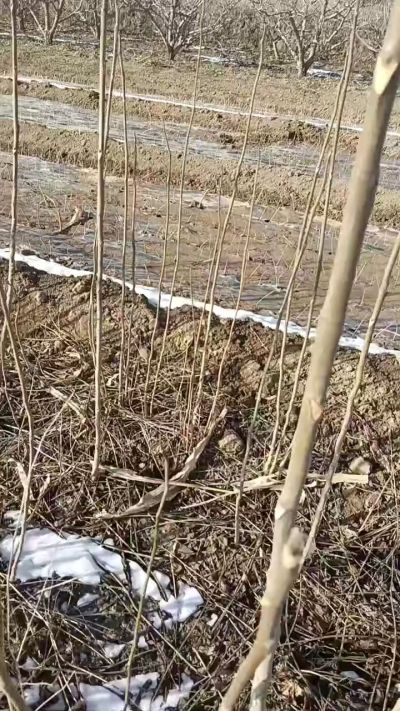 出售臭椿苗，巨峰葡萄苗。药用连翘苗，科研五号优质种苗，2/5年苗，药用连翘树，挂果树，全国包邮到家！财富密码18534302961