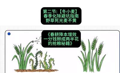 第二节：【冬小麦】春季化除避坑指南，野草死光麦不黄