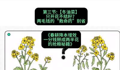 第三节：【冬油菜】只开花不结籽？两毛钱的&ldquo;救命药&rdquo;别省
