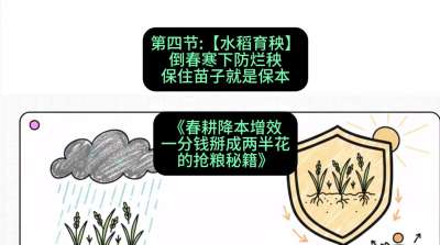 第四节：【水稻育秧】倒春寒下防烂秧，保住苗子就是保本