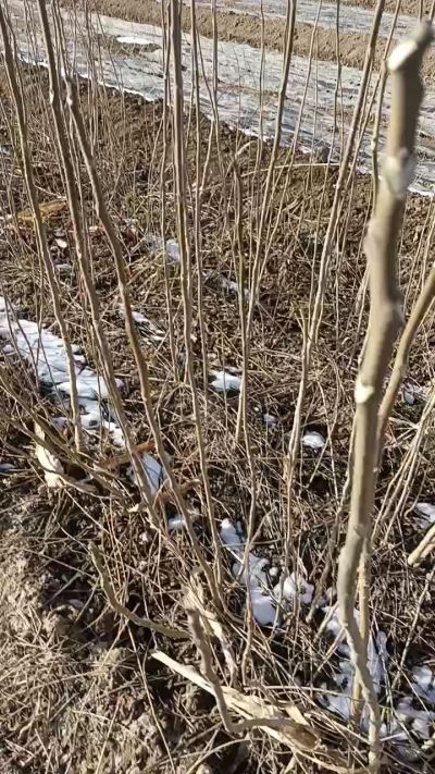 出售臭椿苗，巨峰葡萄苗。药用连翘苗，科研五号优质种苗，2/5年苗，药用连翘树，挂果树，全国包邮到家！财富密码18534302961