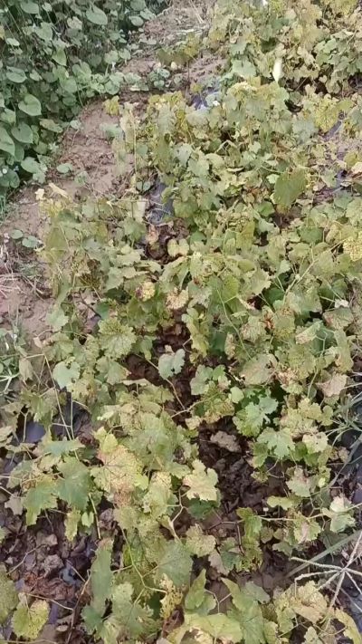 出售巨峰葡萄苗。药用连翘苗，科研五号优质种苗，2/5年苗，药用连翘树，挂果树，全国包邮到家！财富密码18534302961