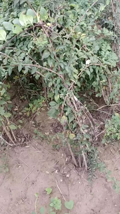 出售药用连翘苗，科研五号优质种苗，2/5年苗，药用连翘树，挂果树，全国包邮到家！财富密码18534302961