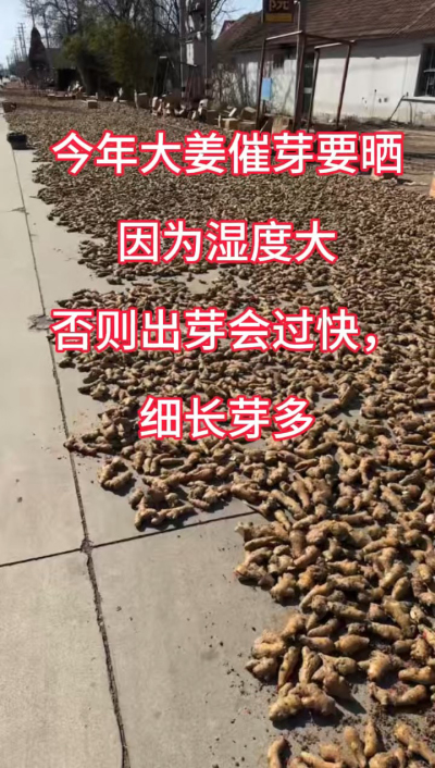 今年大姜催芽要晒种！