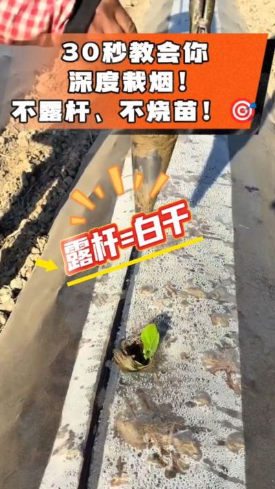 这个栽法太关键了！深栽是烤烟成活的根本，亲测有效！