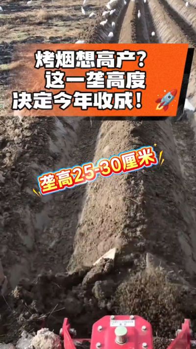 想让烤烟高产，就得从细节抓起。分享一点实打实的干货，只为帮大家少走弯路，种出好烟叶！🌱👍