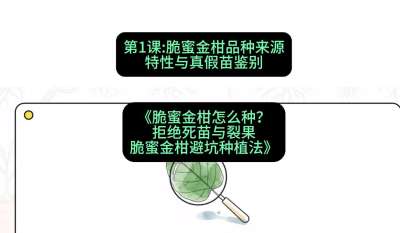 第1节：脆蜜金柑品种来源、特性与真假苗鉴别，课程：《脆蜜金柑怎么种？拒绝死苗与裂果，脆蜜金柑8步避坑种植法》#识农AI