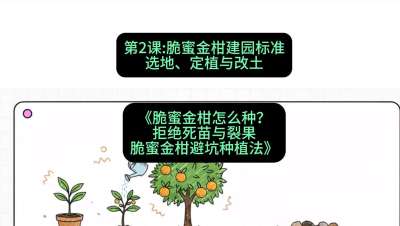 第2节：脆蜜金柑建园标准：选地、定植与改土，课程：《脆蜜金柑怎么种？拒绝死苗与裂果，脆蜜金柑8步避坑种植法》#识农AI