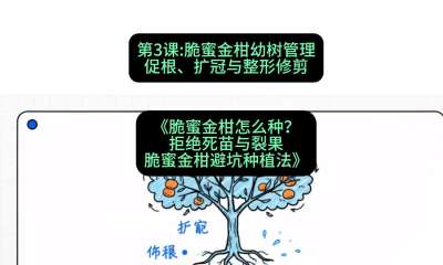 第3节：脆蜜金柑幼树管理：促根、扩冠与整形修剪，课程：《脆蜜金柑怎么种？拒绝死苗与裂果，脆蜜金柑8步避坑种植法》#识农AI