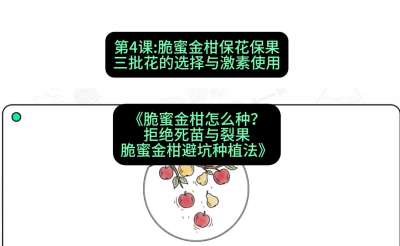 第4节：脆蜜金柑保花保果：三批花的选择与激素使用，课程：《脆蜜金柑怎么种？拒绝死苗与裂果，脆蜜金柑8步避坑种植法》#识农AI