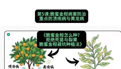 第5节：脆蜜金柑病害防治：重点防溃疡病与黄龙病，课程：《脆蜜金柑怎么种？拒绝死苗与裂果，脆蜜金柑8步避坑种植法》#识农AI