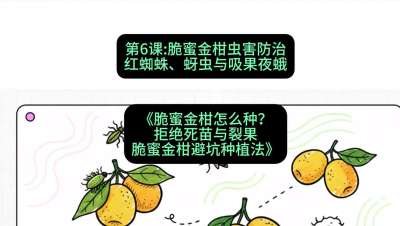 第6节：脆蜜金柑虫害防治：红蜘蛛、蚜虫与吸果夜蛾，课程：《脆蜜金柑怎么种？拒绝死苗与裂果，脆蜜金柑8步避坑种植法》#识农AI