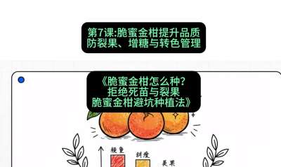 第7节：脆蜜金柑提升品质：防裂果、增糖与转色管理，课程：《脆蜜金柑怎么种？拒绝死苗与裂果，脆蜜金柑8步避坑种植法》#识农AI