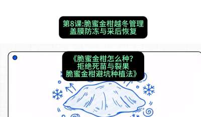 第8节：脆蜜金柑越冬管理：盖膜防冻与采后恢复，课程：《脆蜜金柑怎么种？拒绝死苗与裂果，脆蜜金柑8步避坑种植法》#识农AI