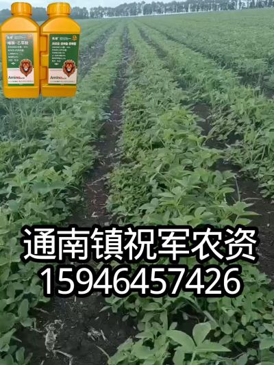 大豆苗前封闭，可封红根苋菜，灰菜，兰花菜，野豆子，捞豆秧等恶性杂草，封杀兼备的高端产品。