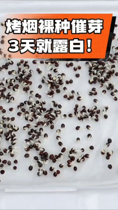 烤烟裸种催芽小技巧，清水浸泡、保温保湿，3天就能露白，出苗快又齐！烟农朋友收藏备用～