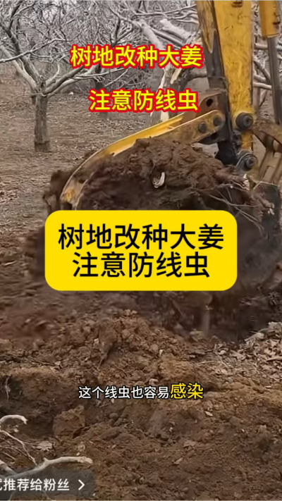 树地改种大姜，注意防线虫！