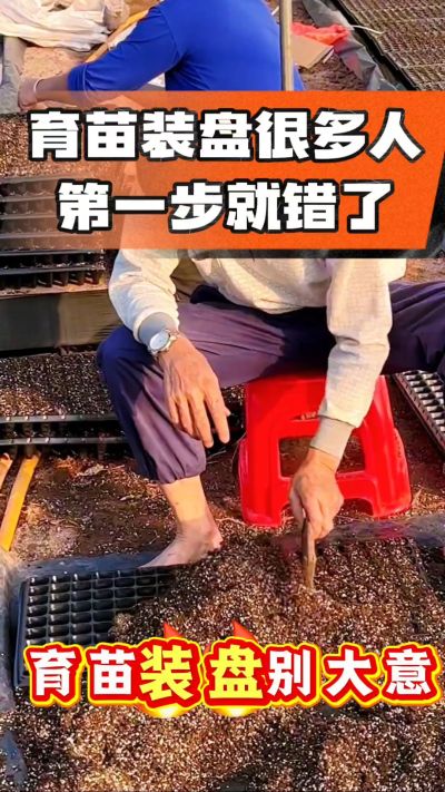 烤烟育苗基质装盘，一步做对，出苗整齐又壮苗！装盘技巧记牢，少走弯路，育苗更省心