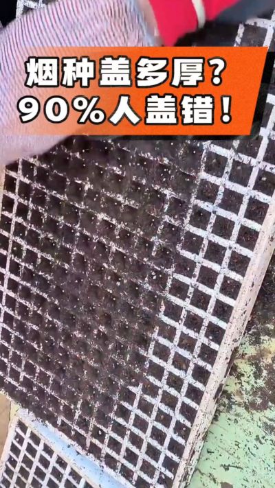 烟种盖多厚？90%烟农都盖错！薄盖才出苗齐、不闷种，烤烟育苗关键一步，照着做就对了
