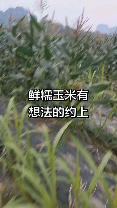 农户种植的白糯玉米大量上市，助农帮农在行动