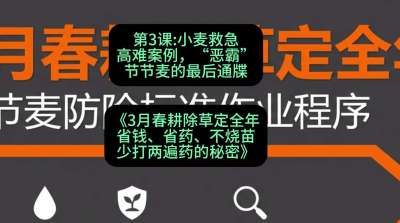 第3节：小麦救急高难案例，&ldquo;恶霸&rdquo;节节麦的最后通牒，课程：《3月春耕除草定全年：省钱、省药、不烧苗、少打两遍药的秘密》
