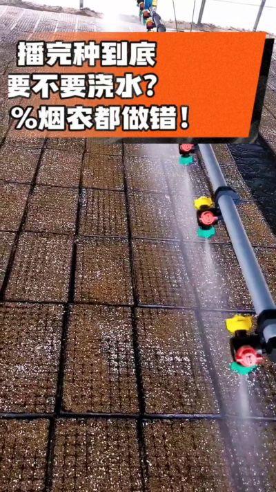 烤烟播完种一定要浇透底水，喷雾慢浇、别大水冲，盘底漏水才算到位，出苗又齐又壮！#烤烟育苗 #烤烟种植 #烟农干货 #育苗技术