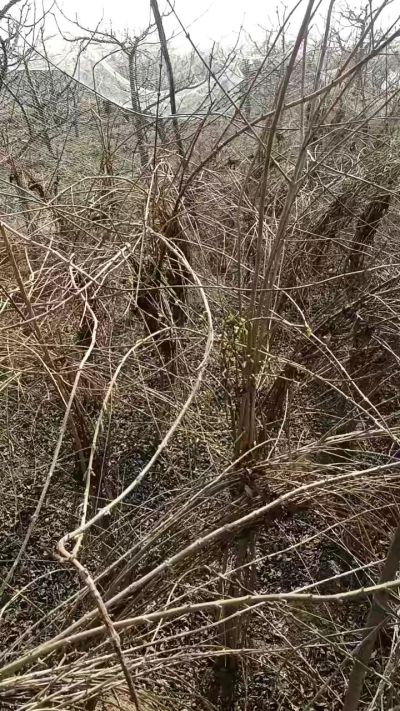 出售药用连翘苗，科研五号优质种苗，2/5年苗，药用连翘树，挂果树，全国包邮到家！财富密码18534302961