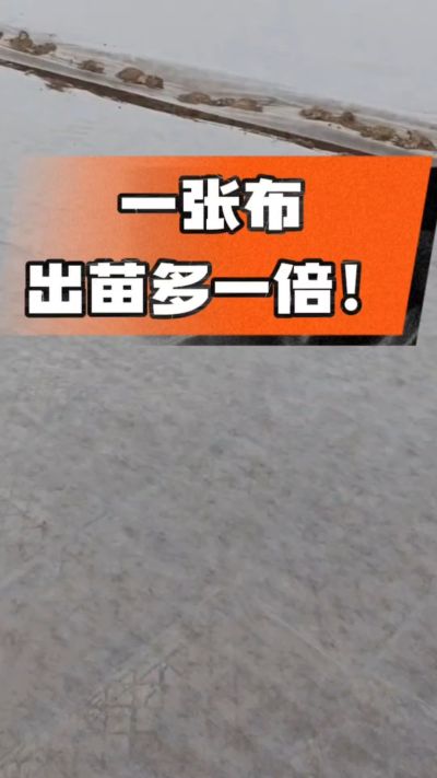 烤烟育苗盖无纺布，保温保湿出苗齐，不烂种、出苗快，烟农必备小技巧！