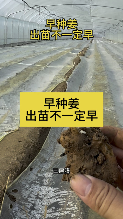 早种姜，出苗不一定早！