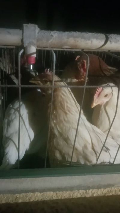 这鸡群在怪叫，怪叫的原因是痰化黏着，形成的比呼噜更重的一种呼吸道。其病因为肺中有热，热灼而痰黏，从而引起的怪叫。