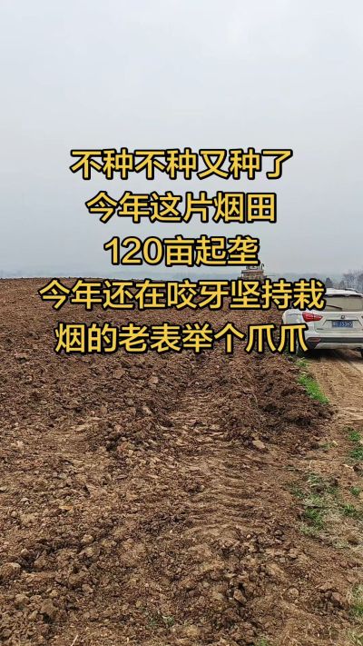 不种不种又种啦，还在咬牙坚持栽烟的老表集合啦！