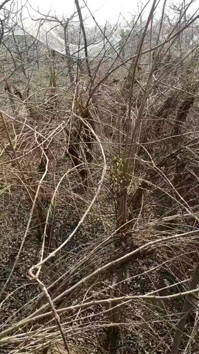 药用连翘苗，科研种苗定制树。挂果树。需要联系18534302961