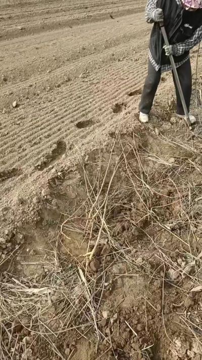 臭椿苗，一年籽播苗，地径0.5/1公分以上。需要联系18534302961