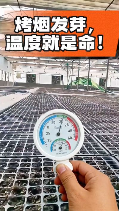 老烟农都懂：发芽温度不对，后期再管都白费！