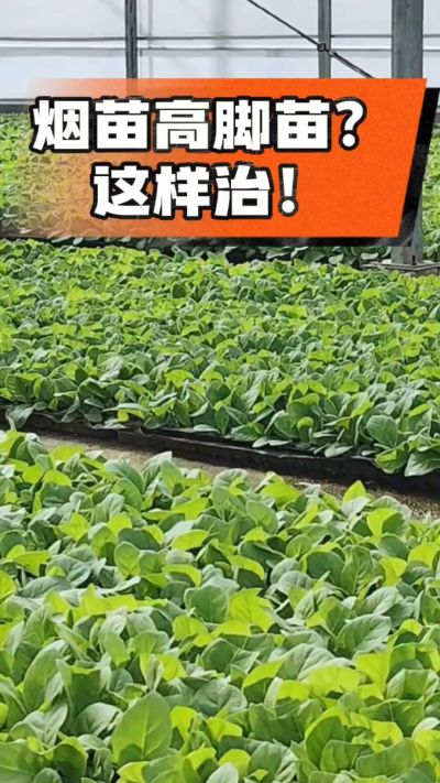 烤烟齐苗期管理关键：精准控温，防高脚苗，培育壮苗好上手！