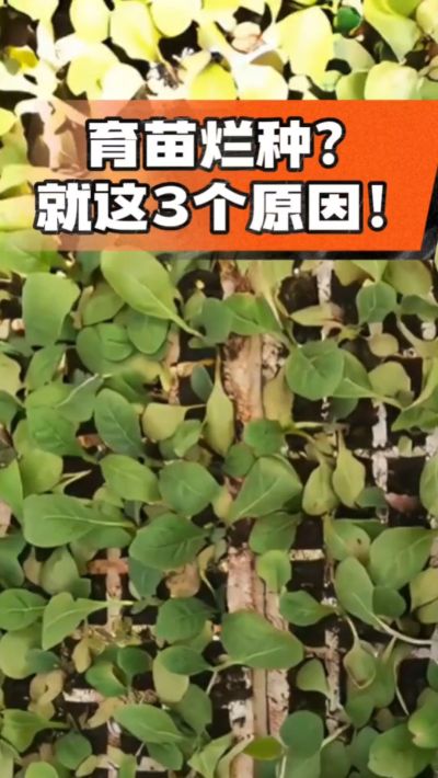 烤烟育苗烂种？3个原因讲清楚！消毒、控水、控温，做到就苗齐苗壮🔥
#烤烟育苗 #烤烟种植 #烂种防治 #烟农