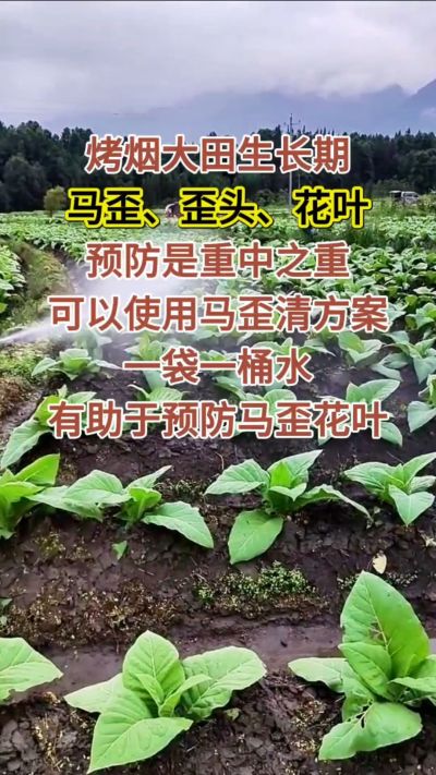 烤烟大田生长期，马歪歪头花叶预防是重中之重，可以使用马歪清方案，一袋一桶水，有助于预防马歪花叶。
烤烟管理早做一步，后期少操心！#烤烟种植#烤烟管理#烤烟大田管理#烤烟病害防治
